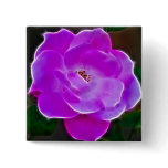 Heavenly pink rose and meaning buttons