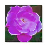 Heavenly pink rose and meaning magnets