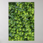 hedera posters