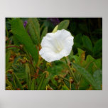 Hedge bindweed or bellbind (Calystegia sepium) posters