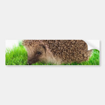 hedgehog adhésifs pour voiture