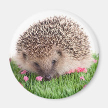 hedgehog, aimant