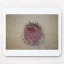 Hedgehog Baby Hands Up Mouse Pad