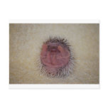 Hedgehog Baby Hands Up postcards