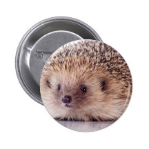 Hedgehog, Badge