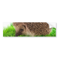 hedgehog adhésifs pour voiture
