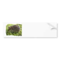Hedgehog Bumper Stickers