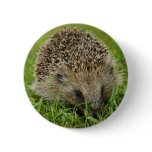 Hedgehog Button Badge