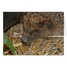 Hedgehog Cards