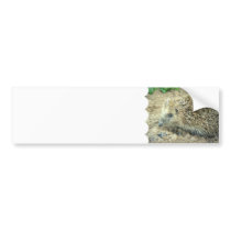 Hedgehog Care  Bumper Stickers