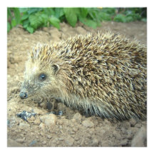 Hedgehog Care Invitations