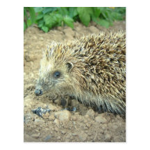 Hedgehog Care  Postcards