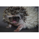 Hedgehog Cutout Photo Sculptures