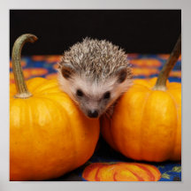 Hedgehog Halloween Greetings Posters