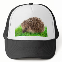 hedgehog casquette