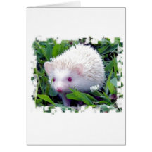 Hedgehog in the Grass Cards