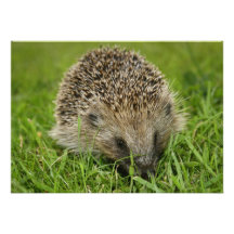 Hedgehog Invitation