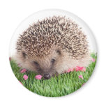 hedgehog, magnets