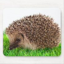hedgehog tapis de souris