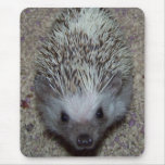 Hedgehog Use Pad