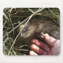 Hedgehog Mousepad