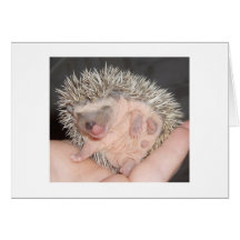 Hedgehog Notecard