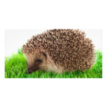 hedgehog photo cards