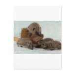 Hedgehog Post Cards