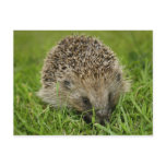 Hedgehog Postcard