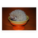 Hedgehog Sundae Postcard