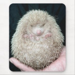 Hedgehog Use Mats