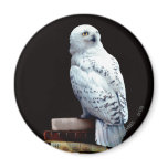 Hedwig on books magnets