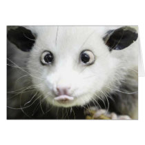 Heidi The Cross Eyed Opossum Card