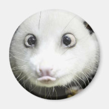 Heidi The Cross Eyed Opossum Refrigerator Magnets
