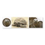 Helaine's Aldabra Tortoise bumper stickers