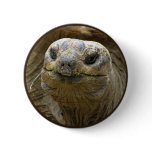 Helaine's Aldabra Tortoise buttons