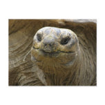 Helaine's Aldabra Tortoise postcards