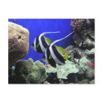 Helaine's Angel Fish Postcards