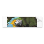 Helaine's Blue Orange Parrot Bumper Sticker