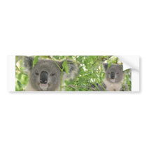 Helaine's Koala Bear Bumper Sticker