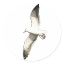 Helaine's Soaring Seagull
