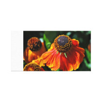 Helianthus Canvas Prints