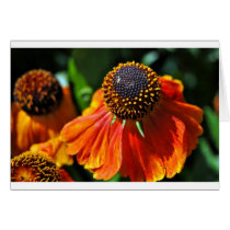 Helianthus Greeting Card