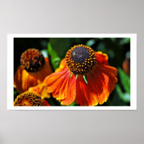 Helianthus Posters