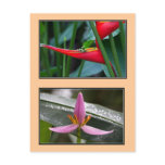 Heliconia and Banana Flower Postcard