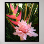 Heliconia Pink Torch Ginger Hawaiian Poster Prints