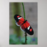Heliconius Melpomene vertical Poster