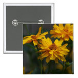 Heliopsis Button