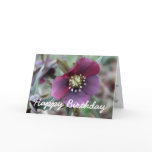 Hellebore Birthday Card