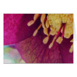 Hellebore Flower Close Up cards